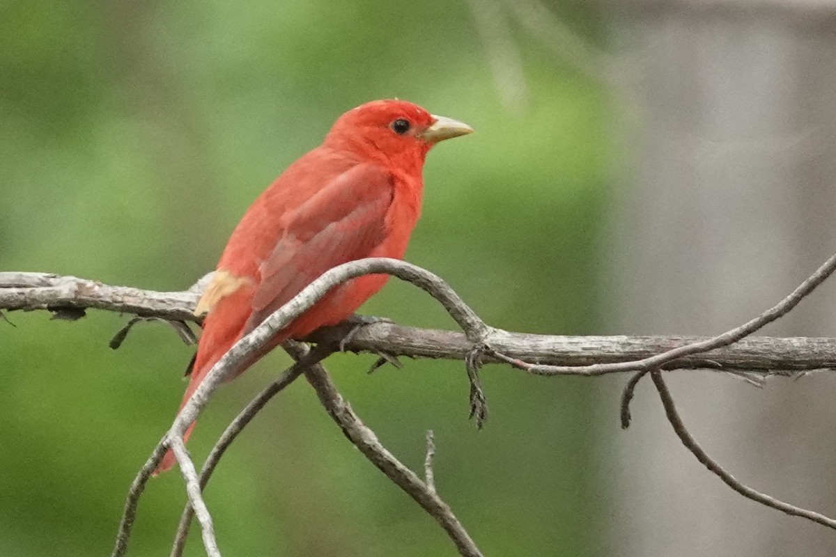 Piranga Roja - ML577670281