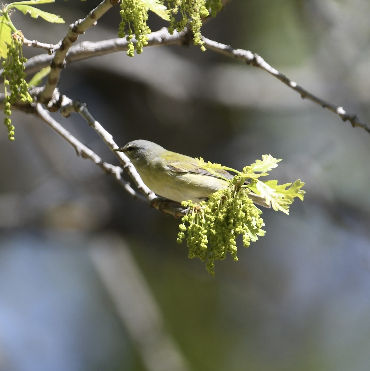 Tennessee Warbler - ML577670561