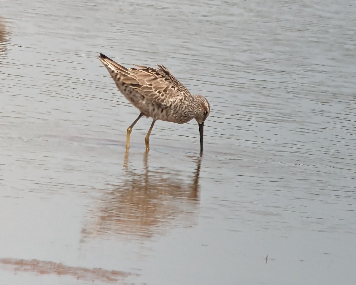 Stilt Sandpiper - Daniel Redwine