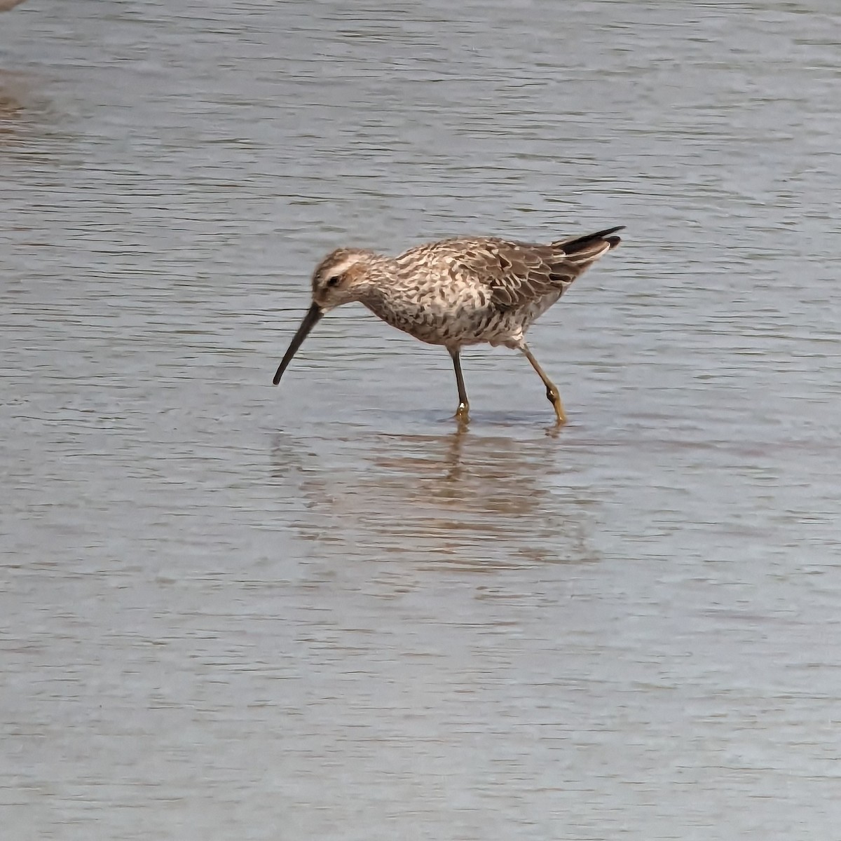 Stilt Sandpiper - ML577671211