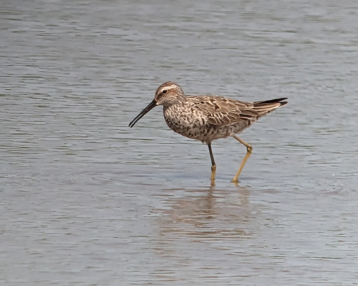 Stilt Sandpiper - Daniel Redwine