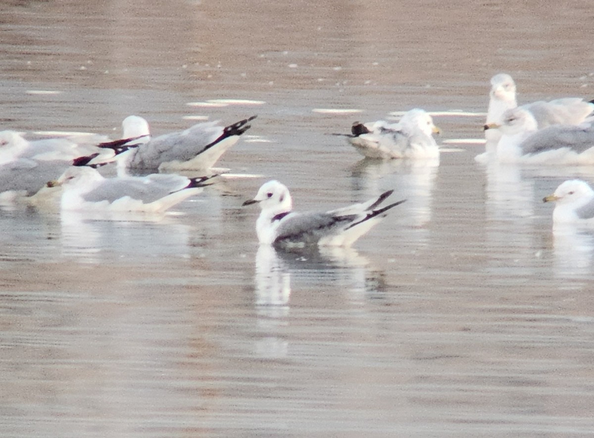 Black-legged Kittiwake - ML577672451