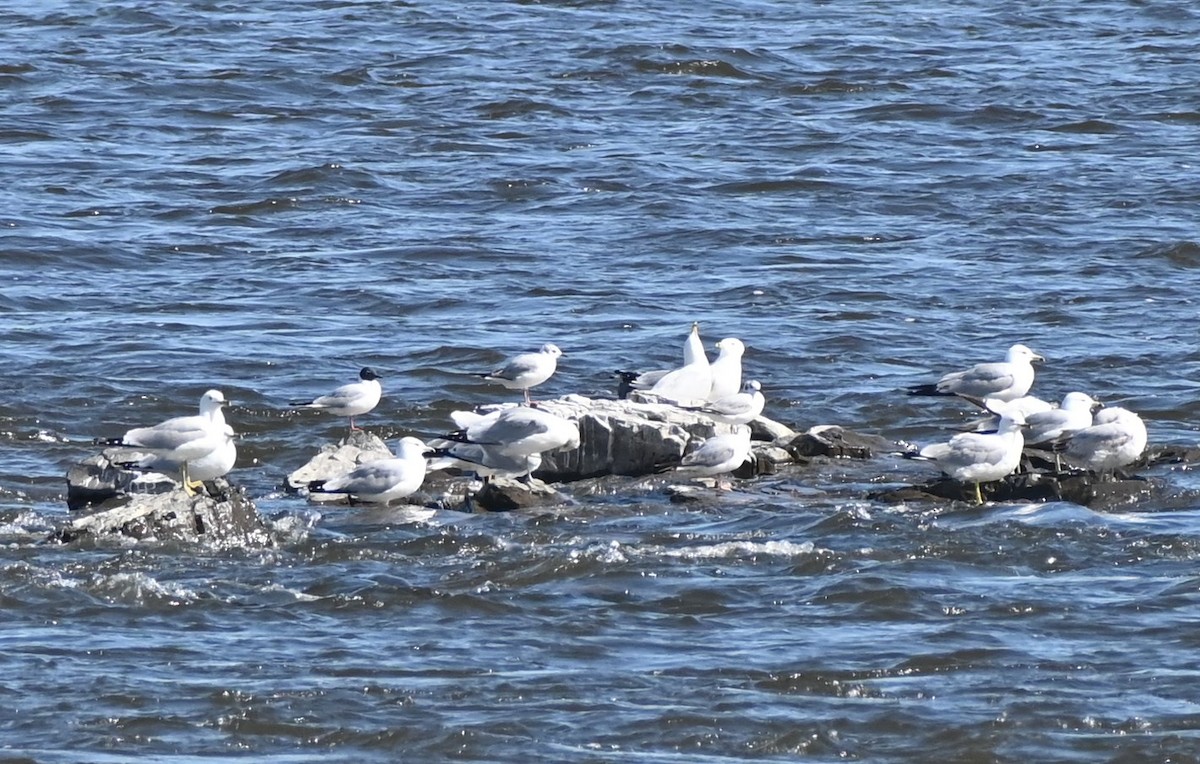 Bonaparte's Gull - Brad Rogers