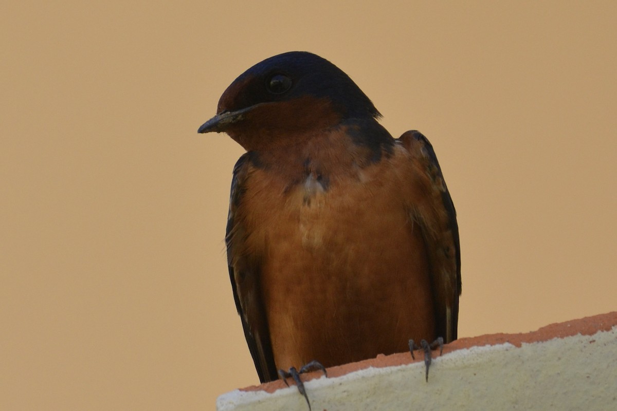 Barn Swallow - ML577677321