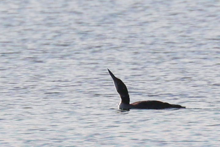 Common Loon - Robert Burmaster