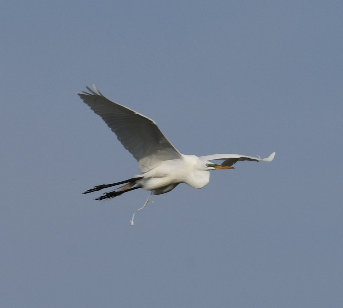 Great Egret - Jonathan Heller