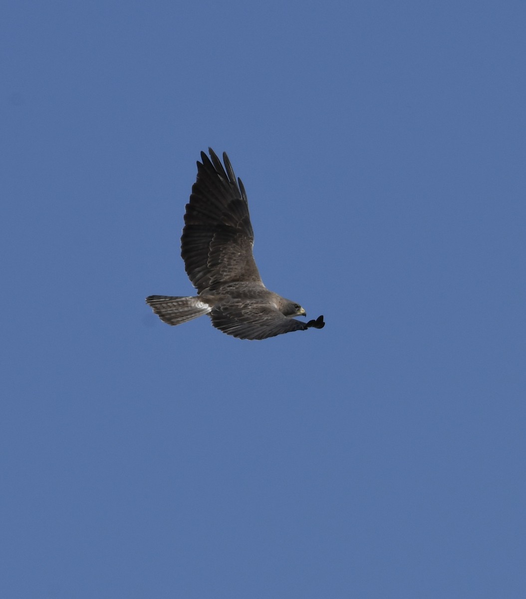 Swainson's Hawk - ML577679051