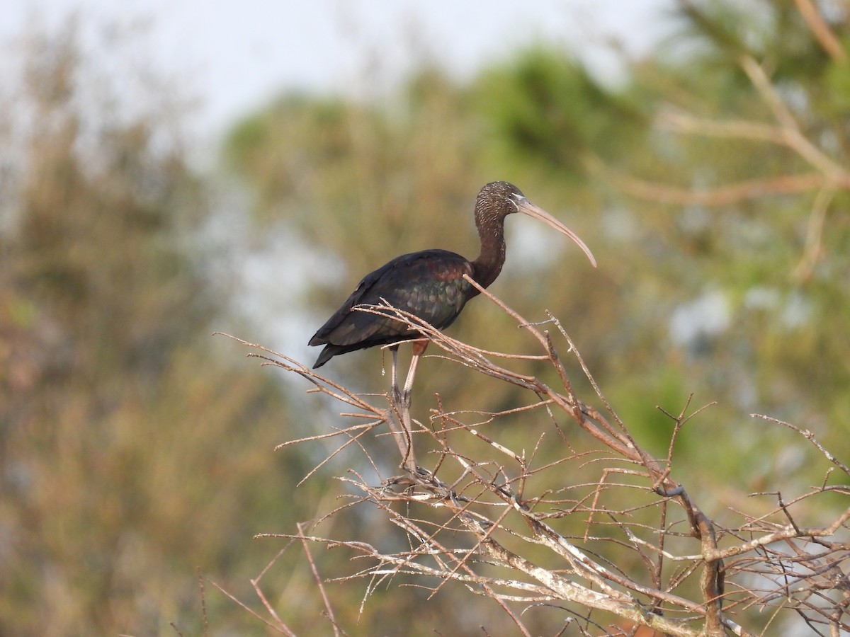 Glossy Ibis - ML577679411