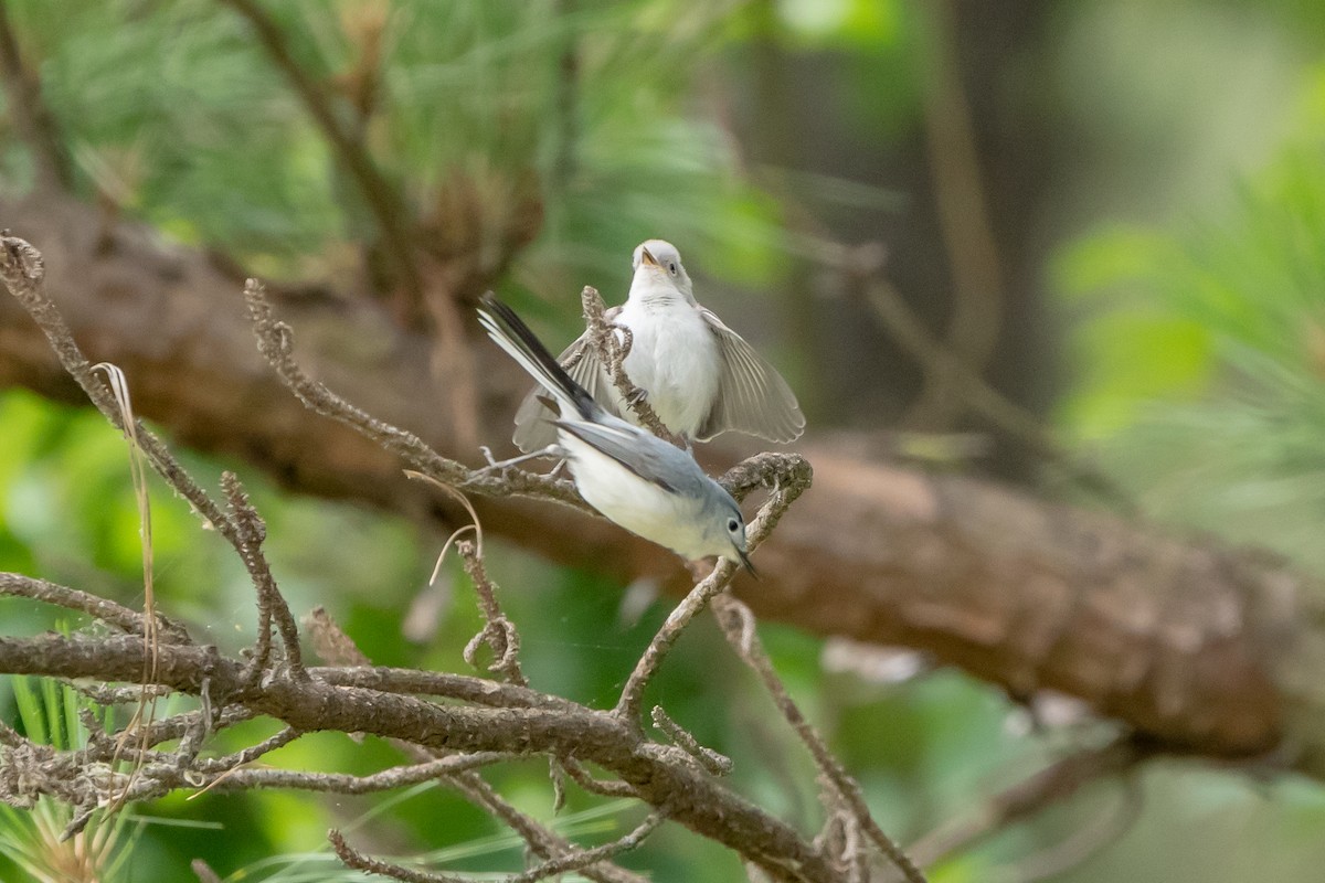 leskot modrošedý - ML577679811