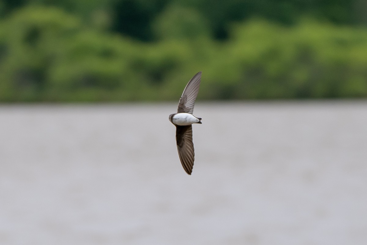 břehule říční - ML577679871