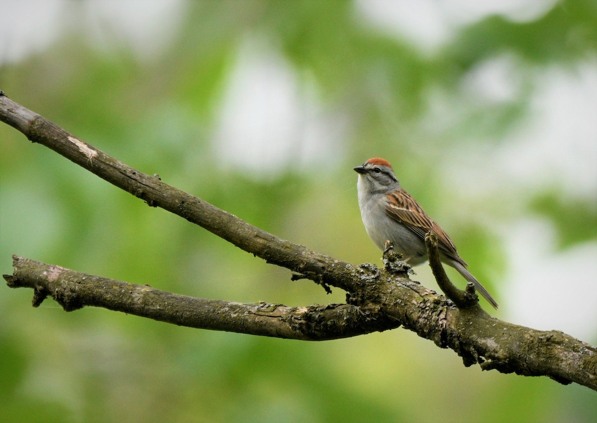 Chipping Sparrow - ML577680771