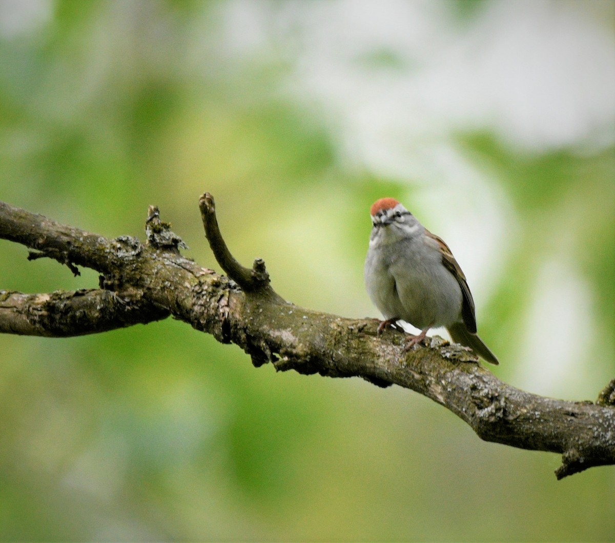 Chipping Sparrow - ML577680781