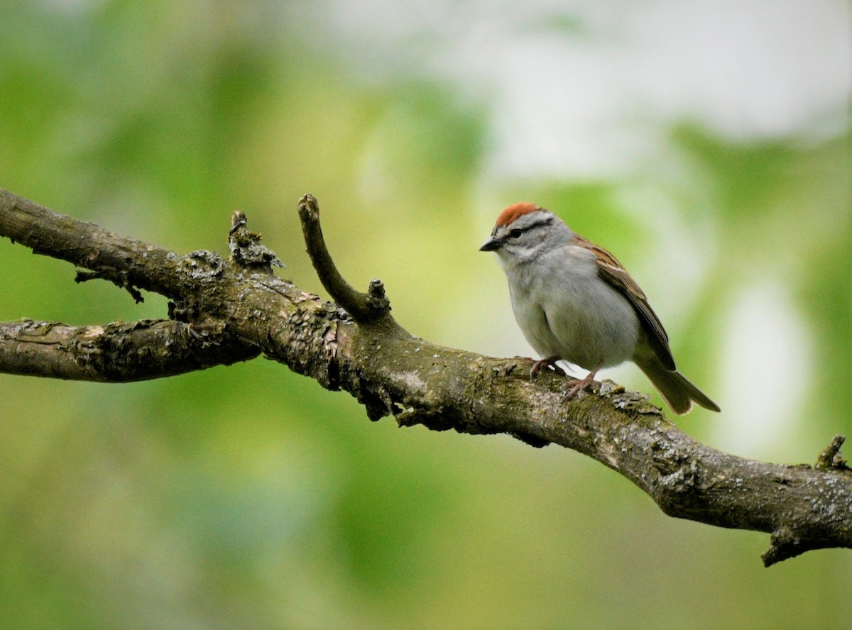 Chipping Sparrow - ML577680791