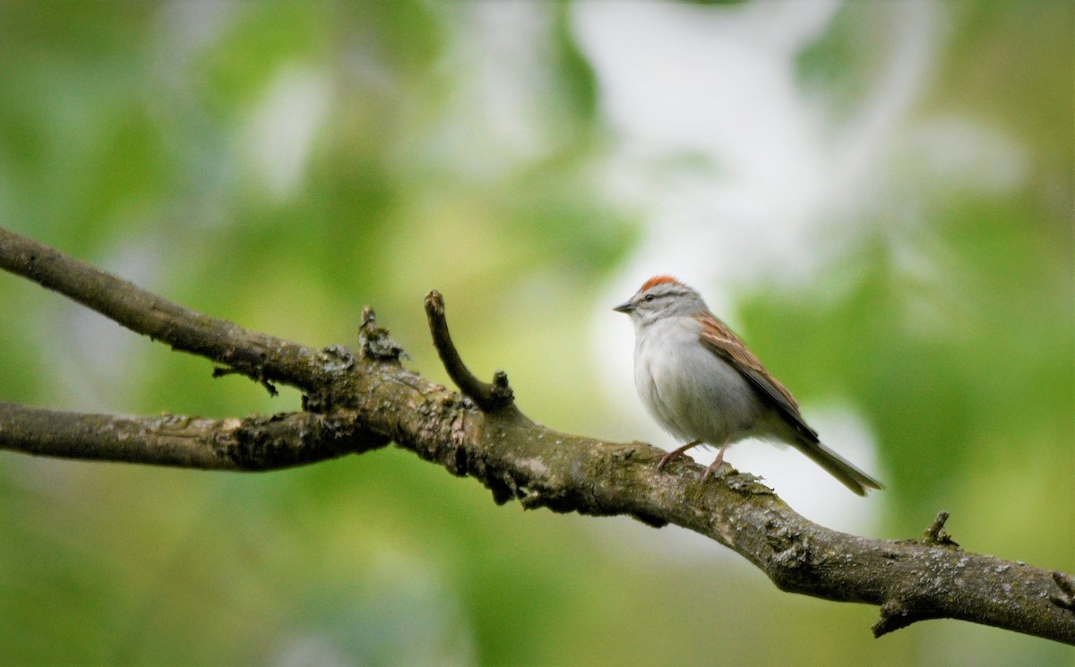 Chipping Sparrow - ML577680801