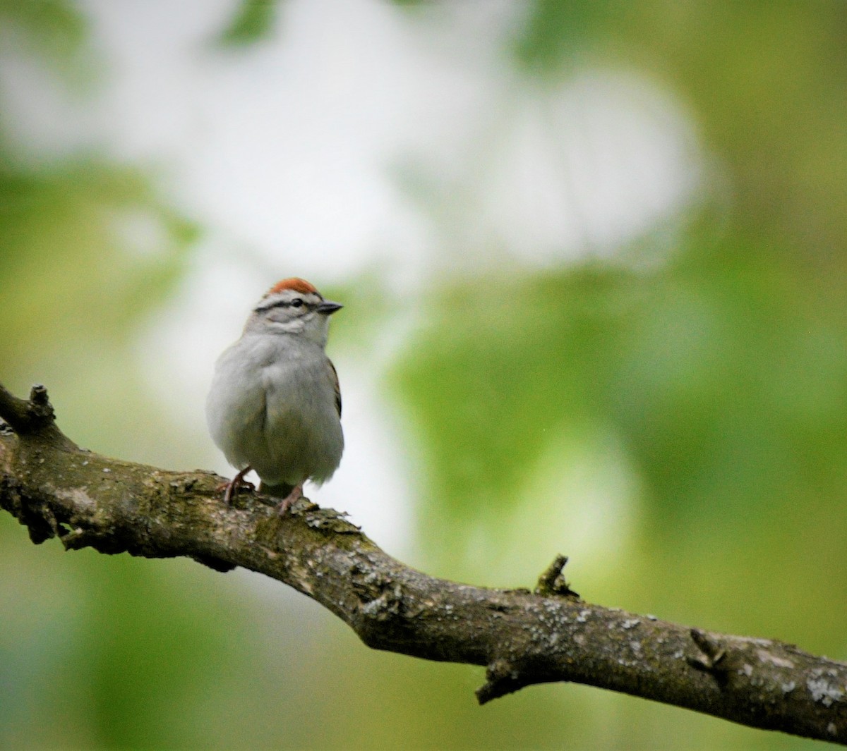 Chipping Sparrow - mark perry