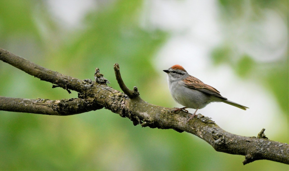 Chipping Sparrow - ML577680821