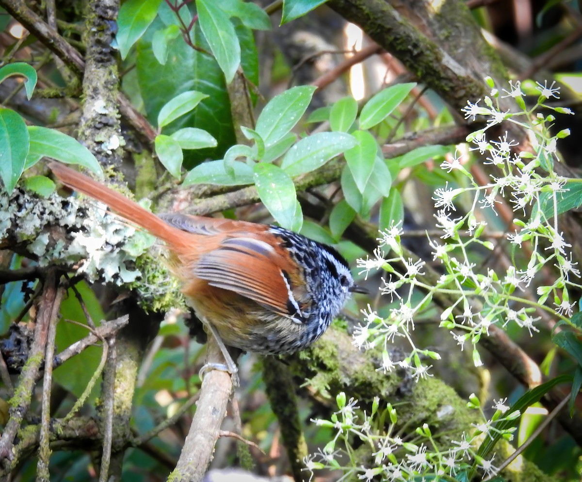 Rufous-tailed Antbird - Valeria  Martins