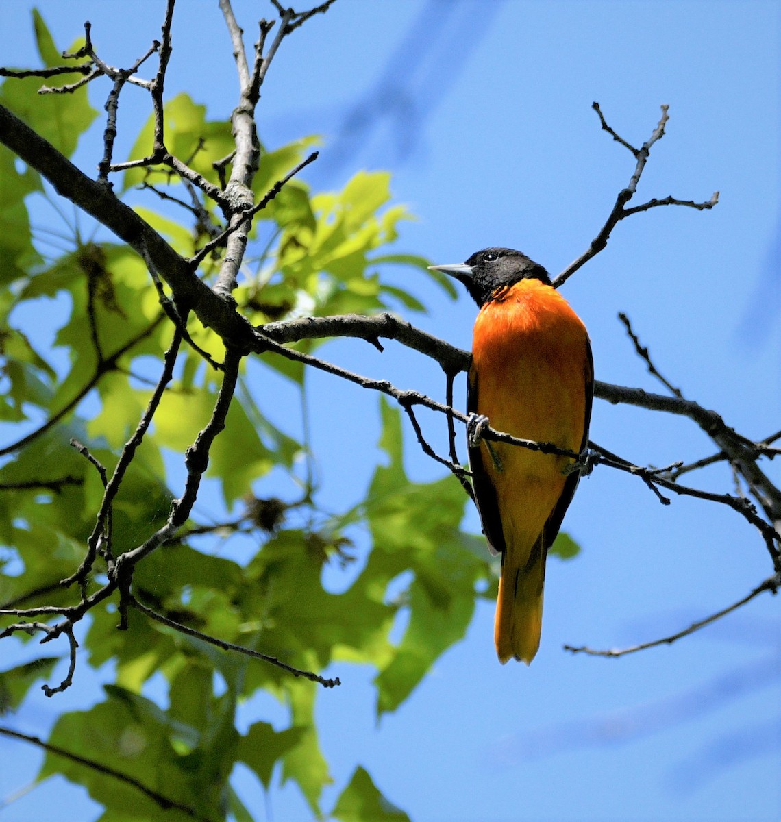 Baltimore Oriole - ML577680961