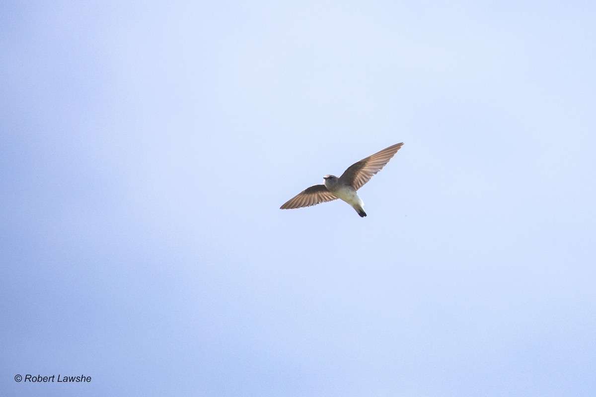 Northern Rough-winged Swallow - ML577681181