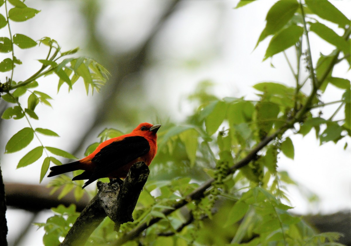 Scarlet Tanager - ML577681401