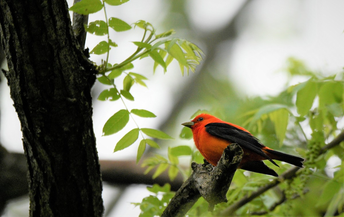 Scarlet Tanager - ML577681411