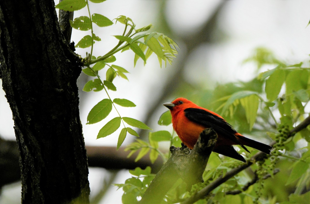 Scarlet Tanager - ML577681421