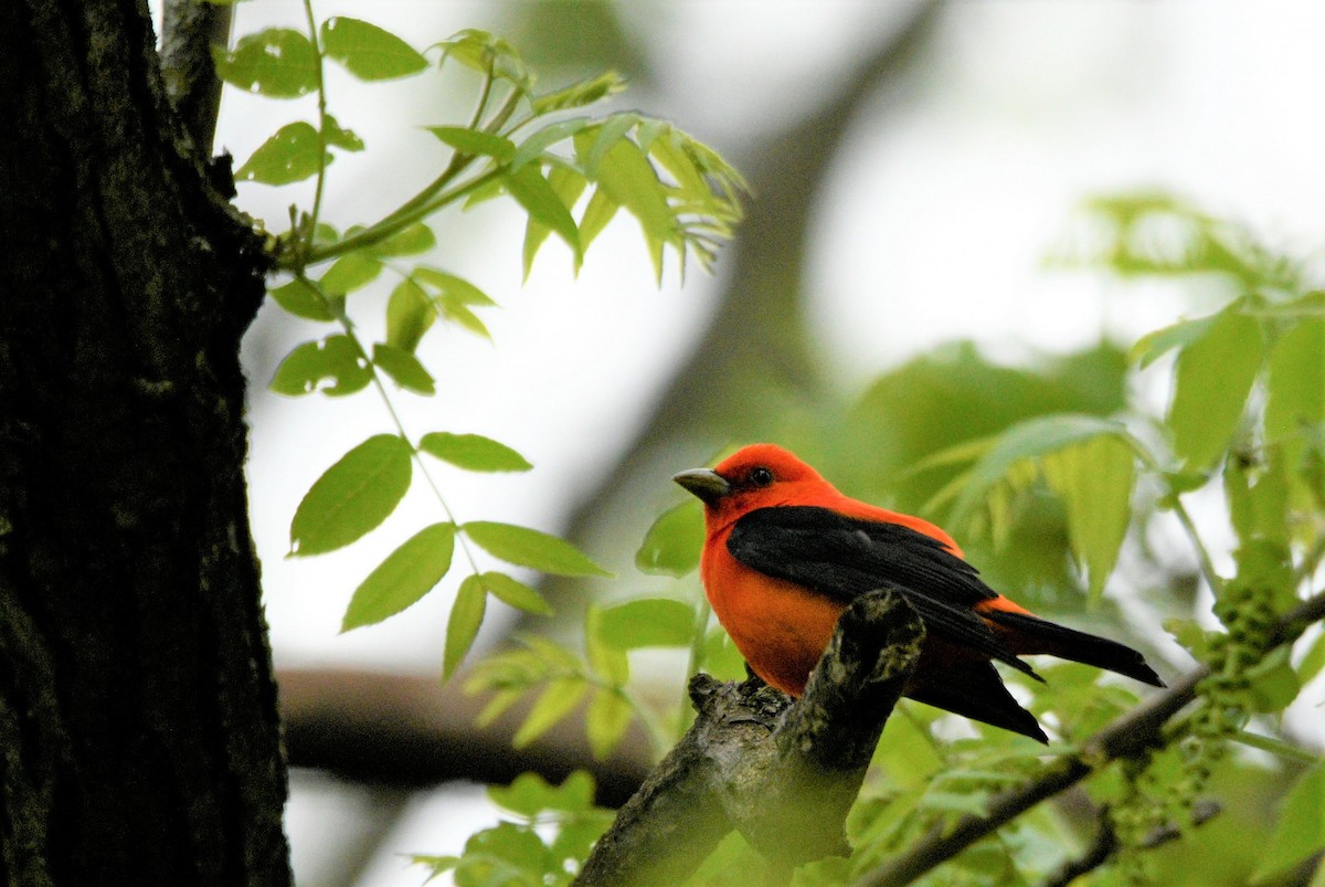 Scarlet Tanager - ML577681431