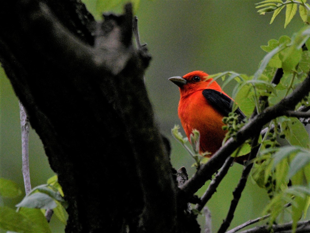 Scarlet Tanager - mark perry