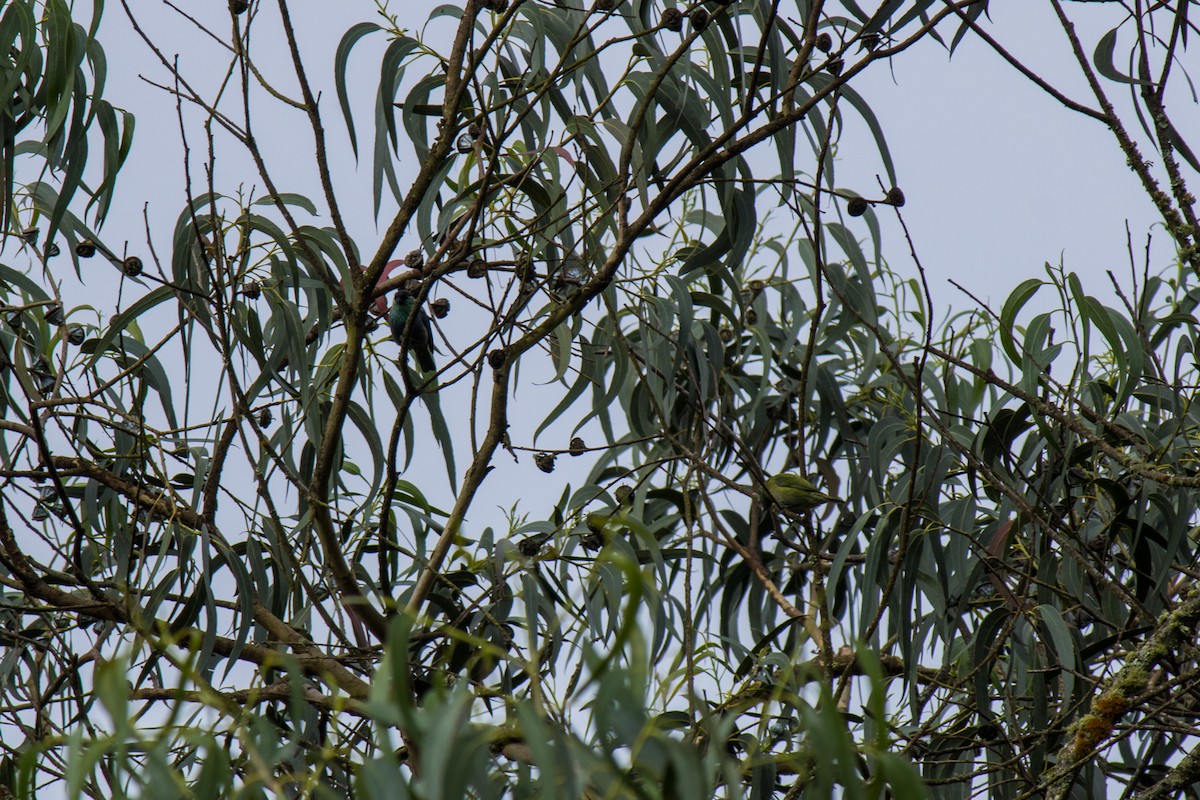 Black-capped Tanager - ML577682811