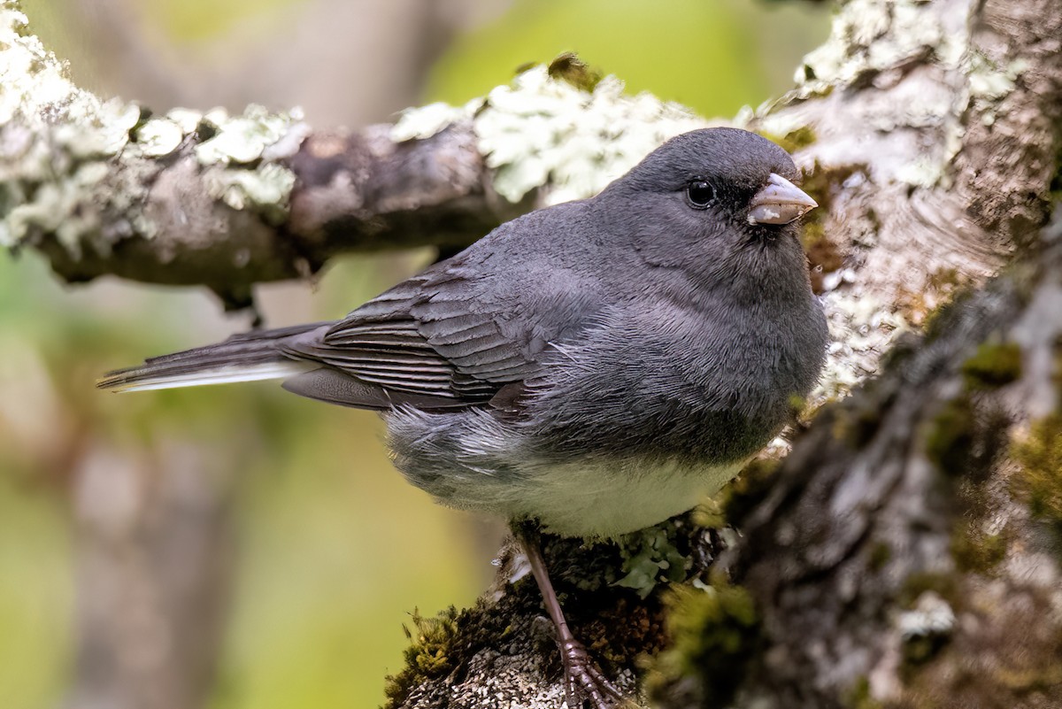 Dark-eyed Junco (Slate-colored) - ML577684351