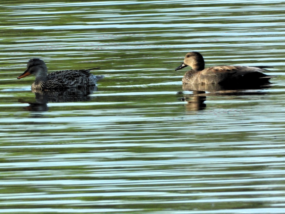 Gadwall - ML577685471