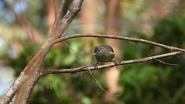 Oahu-Amakihikleidervogel - ML577686451