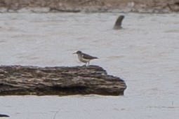 pisík americký - ML577686611