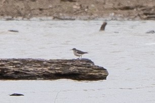 pisík americký - ML577686621