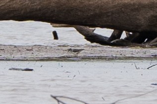 pisík americký - ML577686641