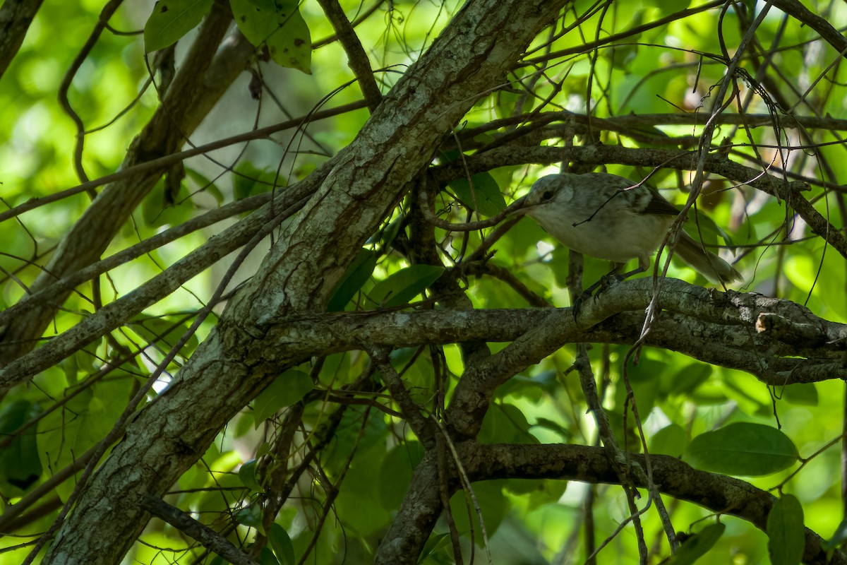 Henderson Island Reed Warbler - ML577687301