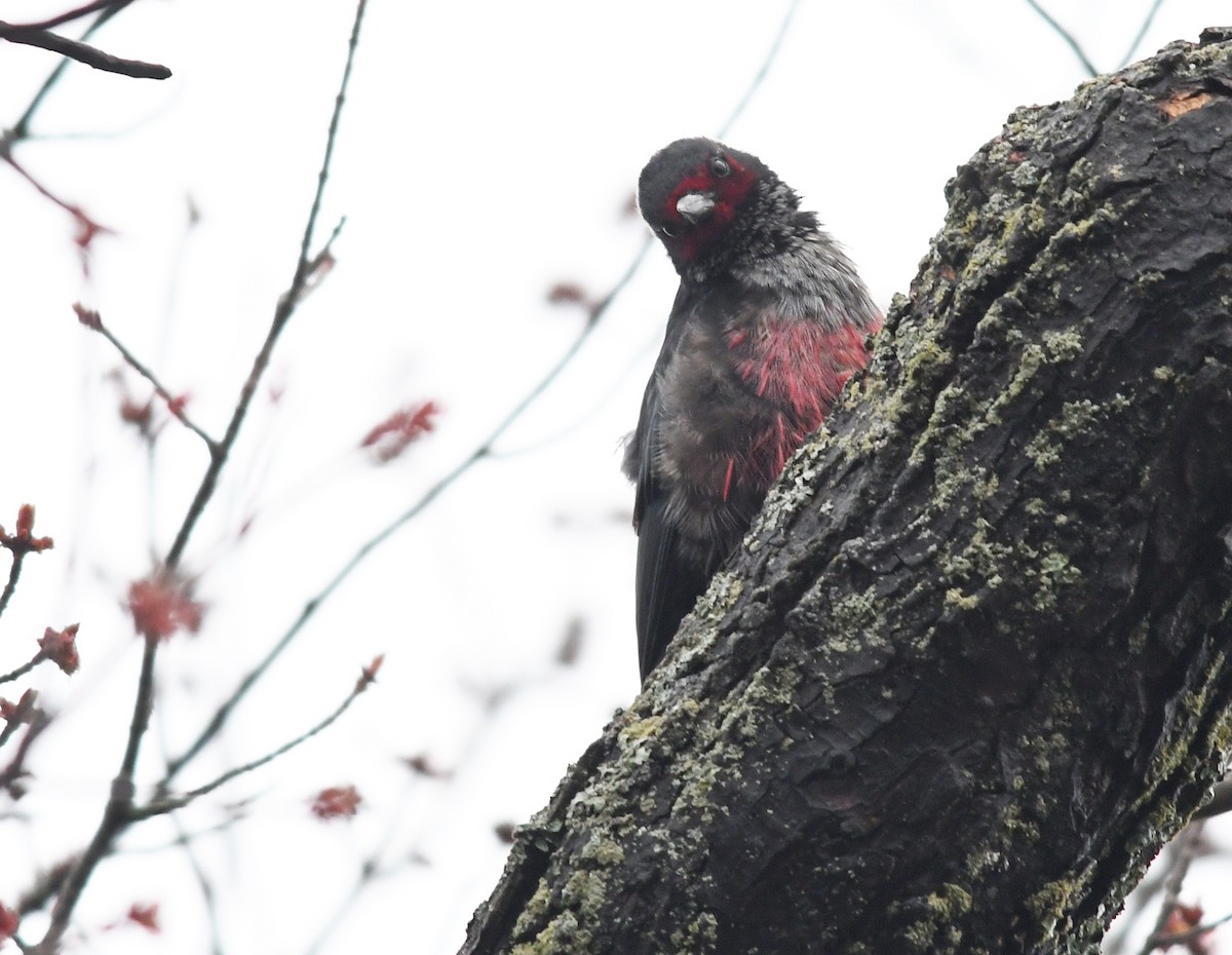 Lewis's Woodpecker - ML577687941