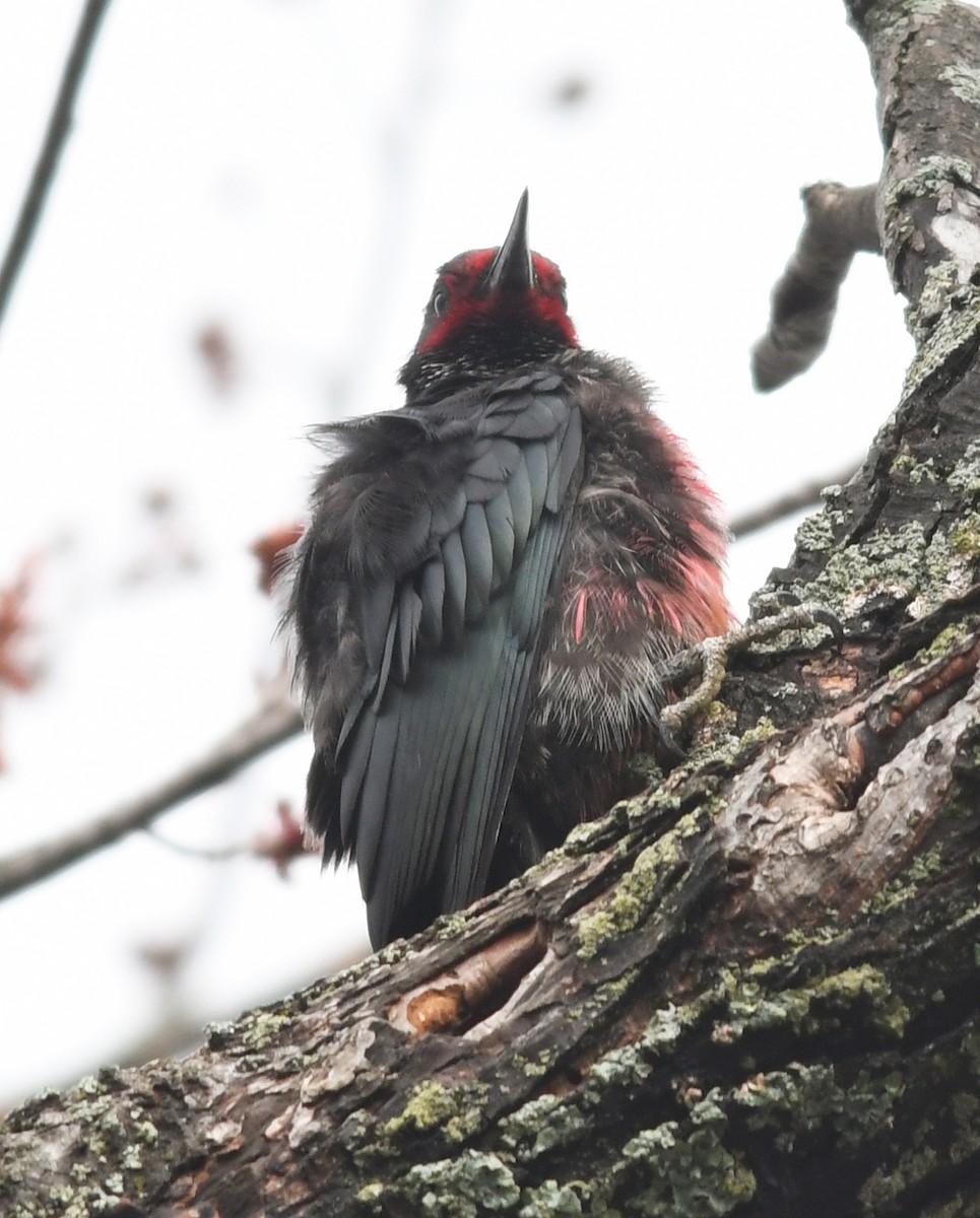 Lewis's Woodpecker - Joshua Vandermeulen