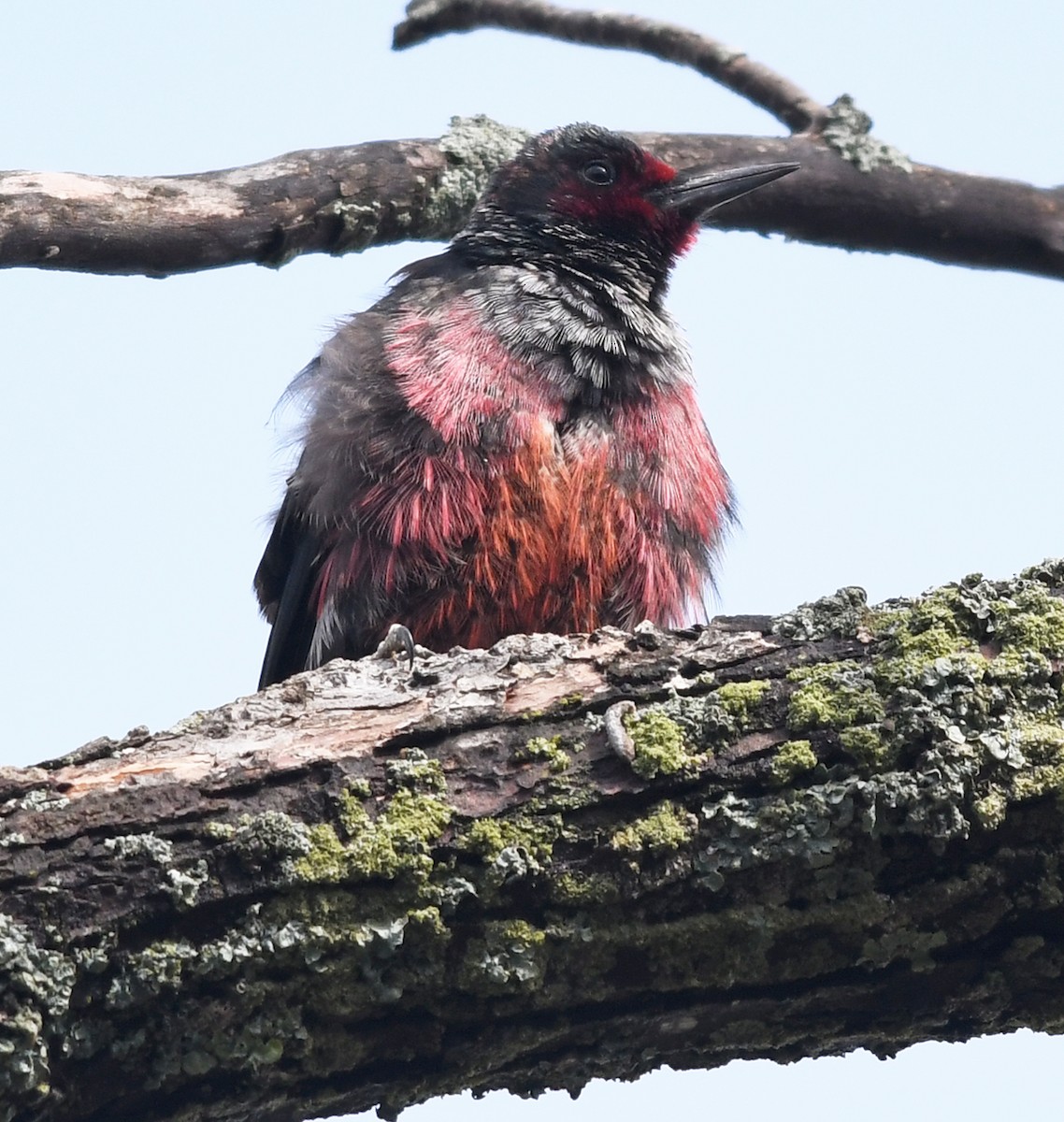 Lewis's Woodpecker - ML577687971