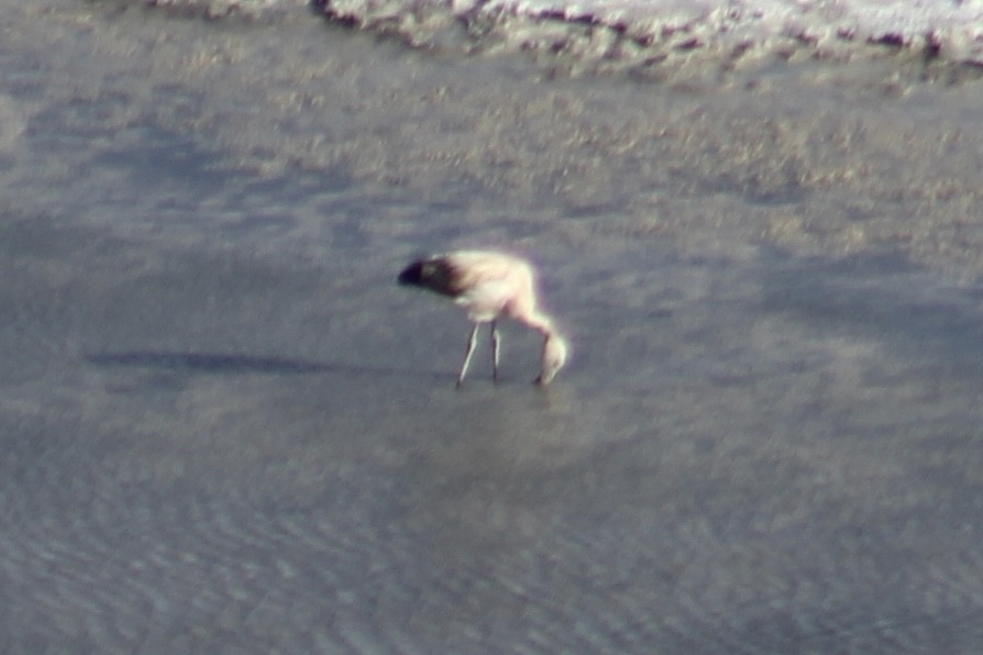 ub. flamingo (Phoenicopteridae sp.) - ML577689311