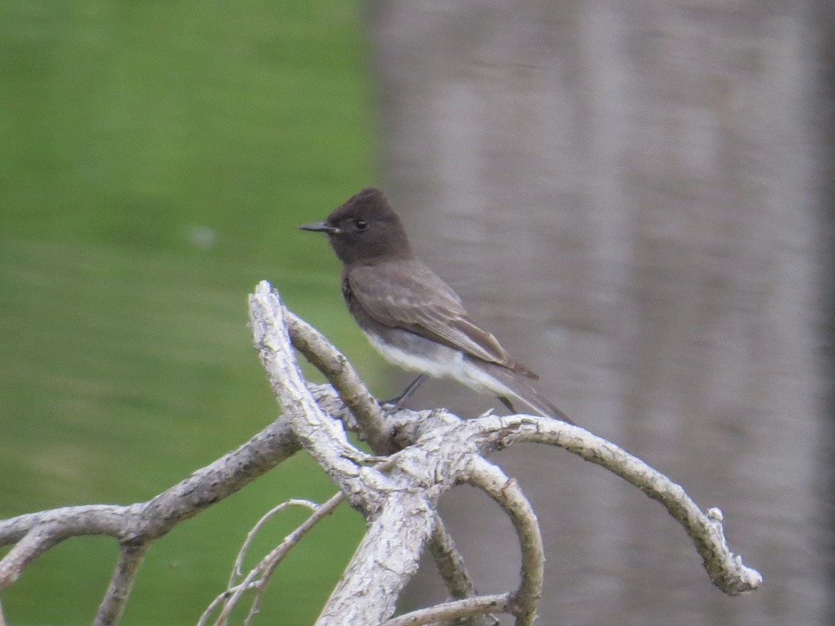 Black Phoebe - ML577690661