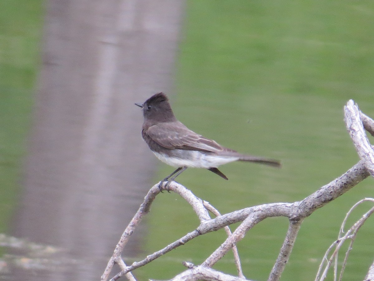 Black Phoebe - Matt Hofeditz