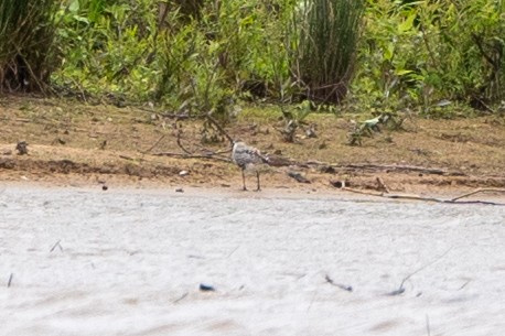 dlouhokřídlí sp. - ML577690771