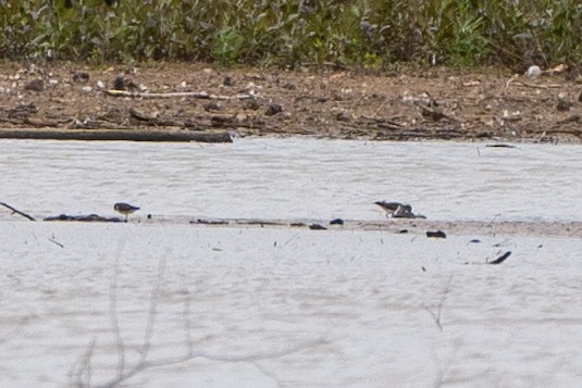 dlouhokřídlí sp. - ML577690781