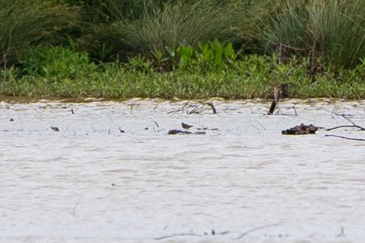 dlouhokřídlí sp. - ML577690791