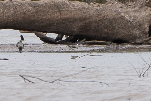 dlouhokřídlí sp. - ML577690801