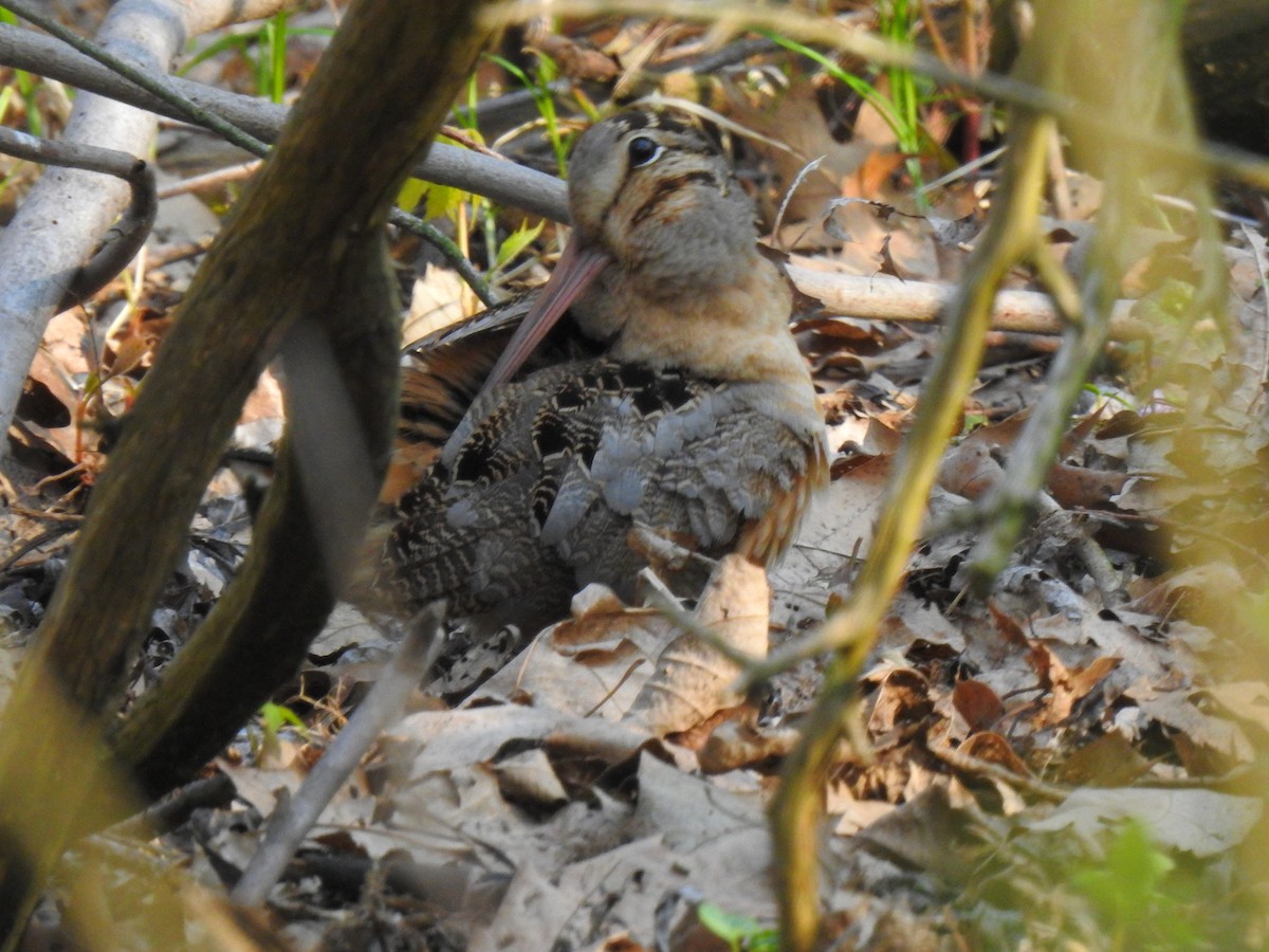 American Woodcock - valerie pelchat