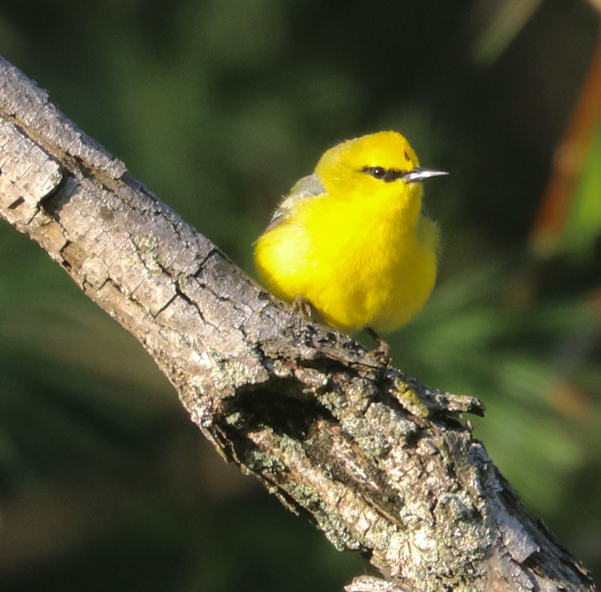 Blue-winged Warbler - ML577692731