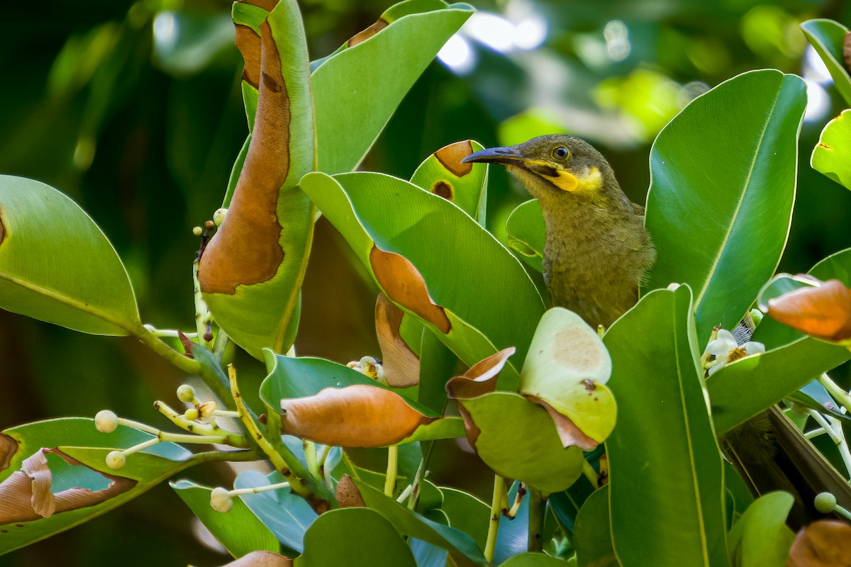 Eastern Wattled-Honeyeater - ML577693911