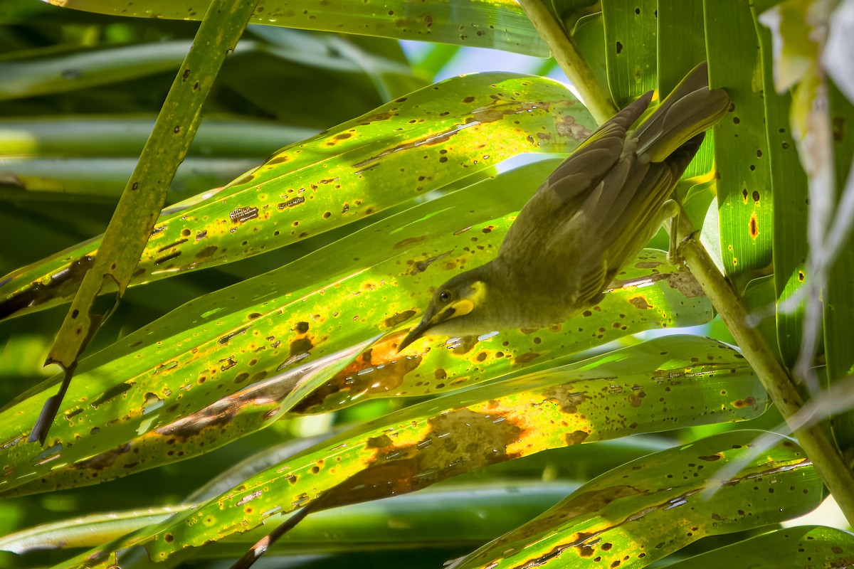 Eastern Wattled-Honeyeater - ML577693921